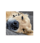 うちのぼん。（個別スタンプ：1）