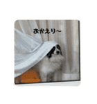 パピヨンのらんくん（個別スタンプ：11）
