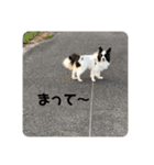 パピヨンのらんくん（個別スタンプ：19）