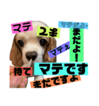 クロルの日常 キャバリア（個別スタンプ：3）