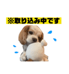 クロルの日常 キャバリア（個別スタンプ：6）