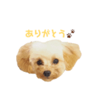 わが家のこむぎ（個別スタンプ：3）