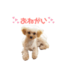 わが家のこむぎ（個別スタンプ：5）