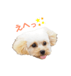 わが家のこむぎ（個別スタンプ：8）