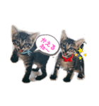 いつもの会話☆青虎＆家康 子猫ver①（個別スタンプ：1）