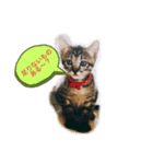いつもの会話☆青虎＆家康 子猫ver①（個別スタンプ：2）