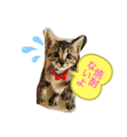 いつもの会話☆青虎＆家康 子猫ver①（個別スタンプ：4）