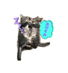 いつもの会話☆青虎＆家康 子猫ver①（個別スタンプ：5）