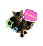いつもの会話☆青虎＆家康 子猫ver①（個別スタンプ：7）
