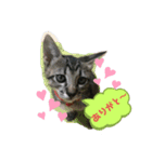 いつもの会話☆青虎＆家康 子猫ver①（個別スタンプ：8）