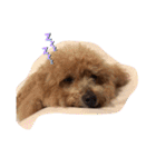 cocopanaya（個別スタンプ：5）