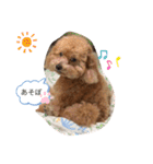 cocopanaya（個別スタンプ：12）