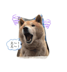 cocopanaya（個別スタンプ：14）