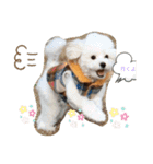 cocopanaya（個別スタンプ：16）