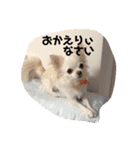 とんとんとんとわんわん（個別スタンプ：3）