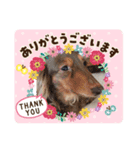 とんとんとんとわんわん（個別スタンプ：6）