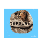 とんとんとんとわんわん（個別スタンプ：7）