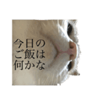 なつこさまの日常①（個別スタンプ：11）