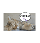 幸福の日常（個別スタンプ：1）