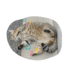 幸福の日常（個別スタンプ：3）