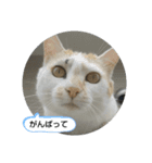 幸福の日常（個別スタンプ：14）