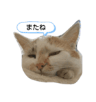 幸福の日常（個別スタンプ：15）