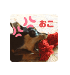 RURU スタンプ（個別スタンプ：5）