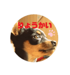 RURU スタンプ（個別スタンプ：8）