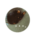 RURU スタンプ（個別スタンプ：11）