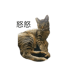 うちの猫キュート（個別スタンプ：1）