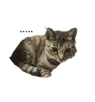 うちの猫キュート（個別スタンプ：4）