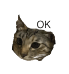 うちの猫キュート（個別スタンプ：5）