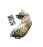 うちの猫キュート（個別スタンプ：6）