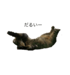 うちの猫キュート（個別スタンプ：7）