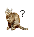 うちの猫キュート（個別スタンプ：8）