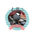文鳥ズ（個別スタンプ：1）