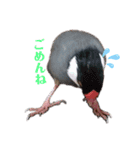 文鳥ズ（個別スタンプ：2）