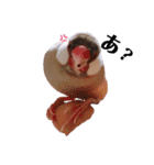 文鳥ズ（個別スタンプ：4）