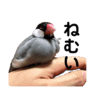 文鳥ズ（個別スタンプ：9）