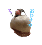文鳥ズ（個別スタンプ：10）