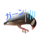 文鳥ズ（個別スタンプ：11）