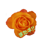ローズ、ローズ。（個別スタンプ：3）