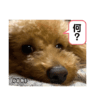COCOスタンプ❀（個別スタンプ：2）