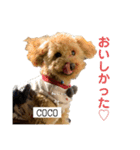 COCOスタンプ❀（個別スタンプ：3）