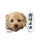 COCOスタンプ❀（個別スタンプ：5）