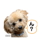 COCOスタンプ❀（個別スタンプ：6）