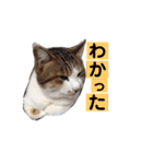 ねこのかれんさん（個別スタンプ：2）