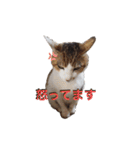 ねこのかれんさん（個別スタンプ：5）
