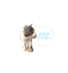 ねこのかれんさん（個別スタンプ：6）