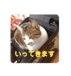 ねこのかれんさん（個別スタンプ：9）